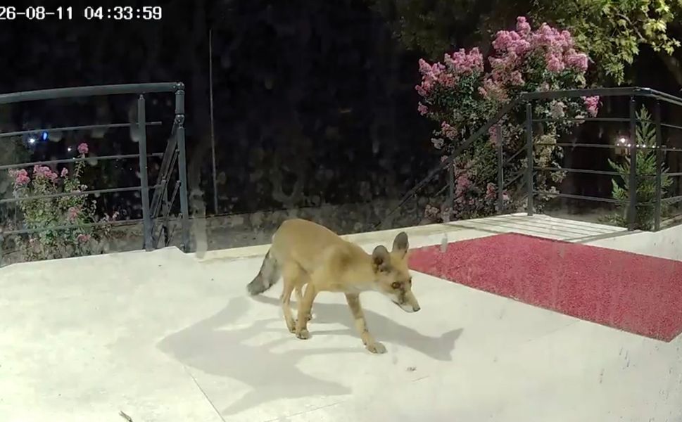 ÇOMÜ’nün gece misafiri oldu! Kameralara böyle yansıdı!