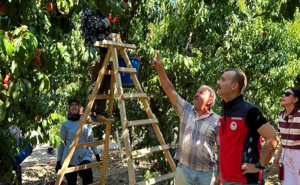 Kocadere’de dalından sofraya şeftali yolculuğu başladı!