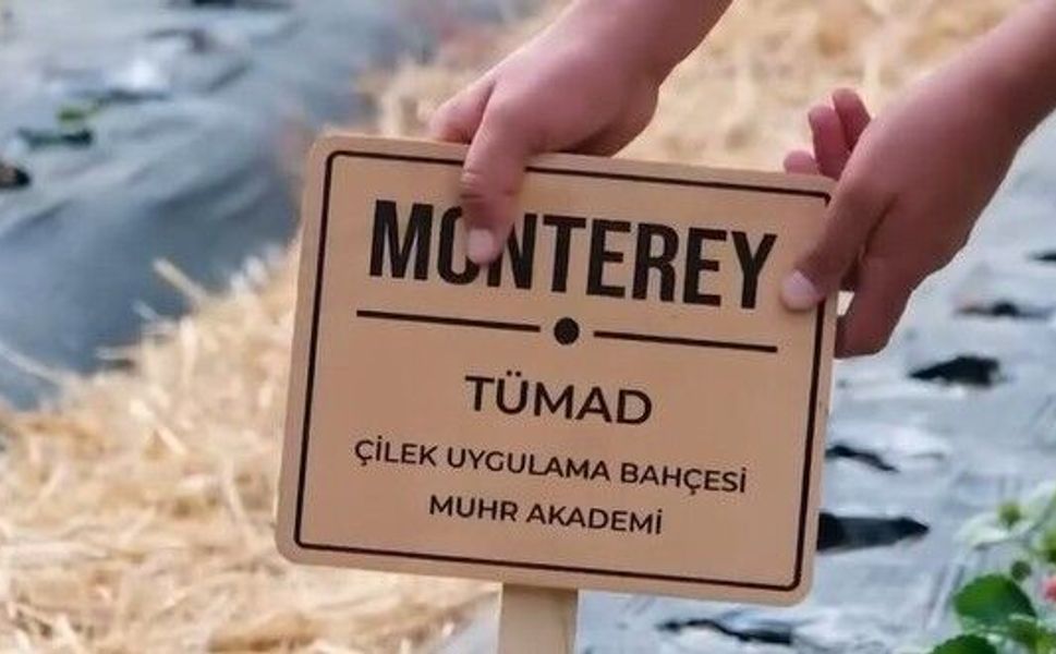 TÜMAD’DAN TARIMA BÜYÜK DESTEK: “ÇİLEK KOKULU TARLALAR” BÜYÜYOR!
