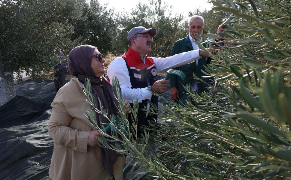 Ayvacık Kulfal Köyü’nde ilk erken zeytin hasadı