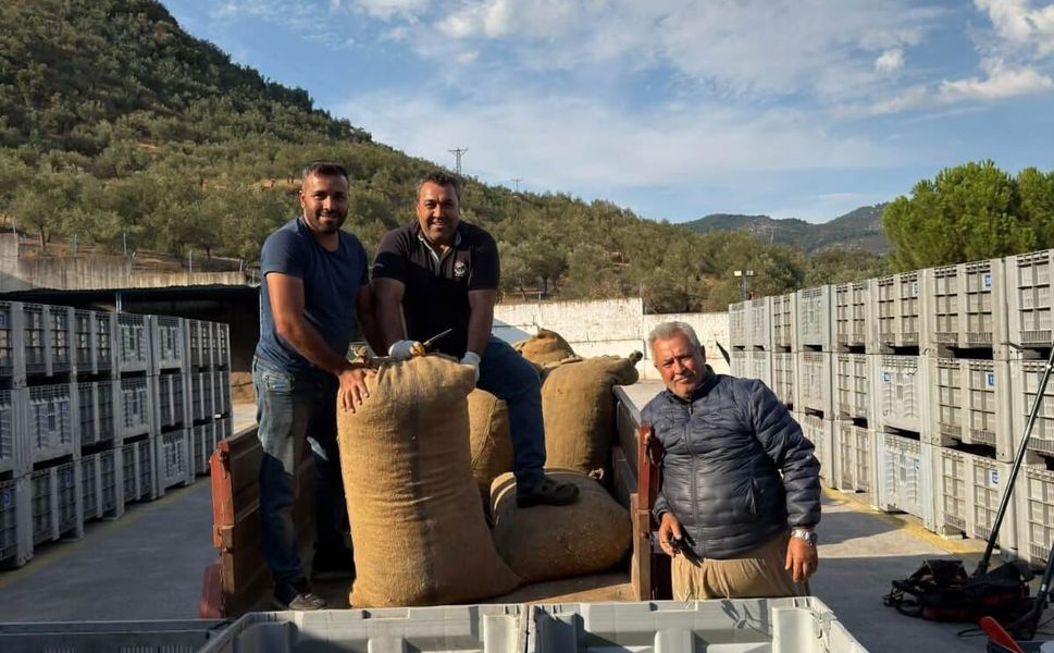 Küçükkuyu’da zeytin hasadı başladı