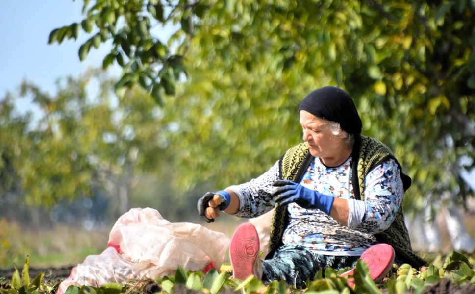 OGM’den 9 bin köyde gelir getirici ağaçlandırma