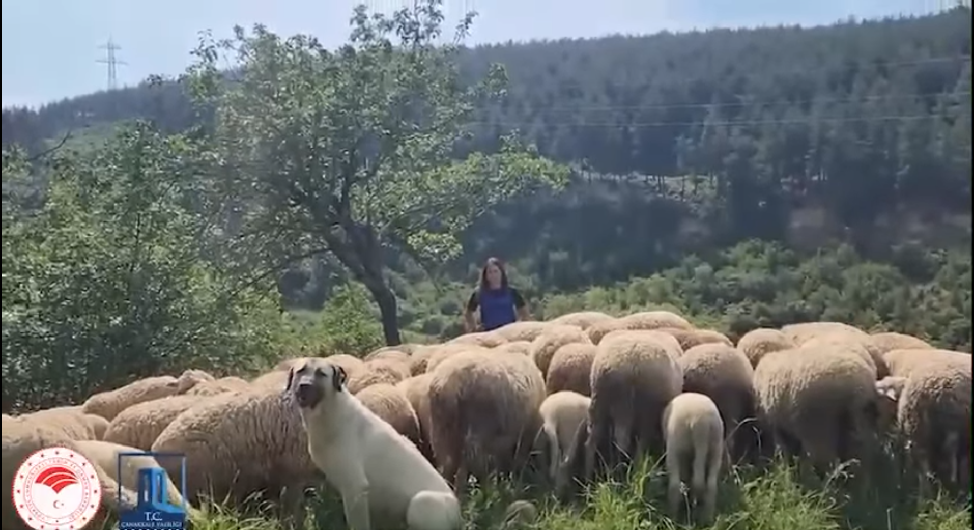 Mikroçip1