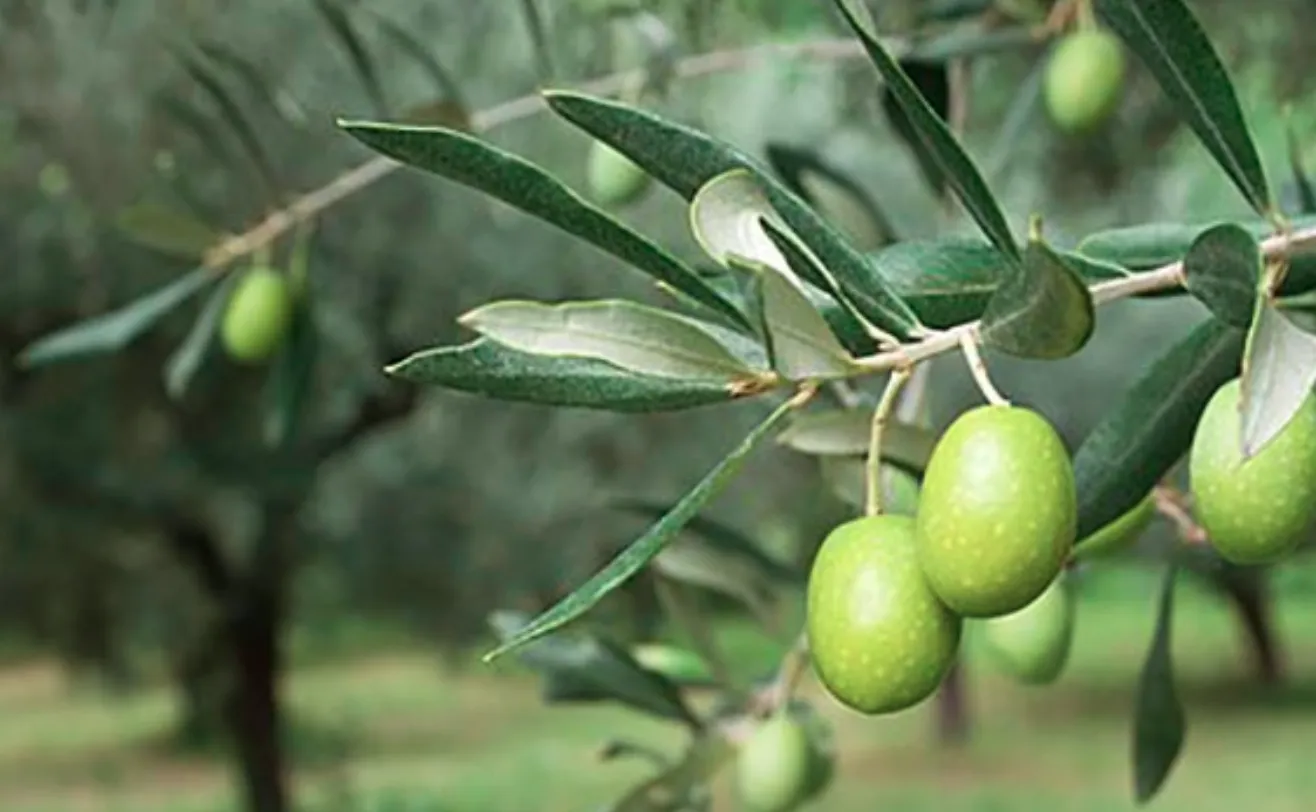 Zeytin