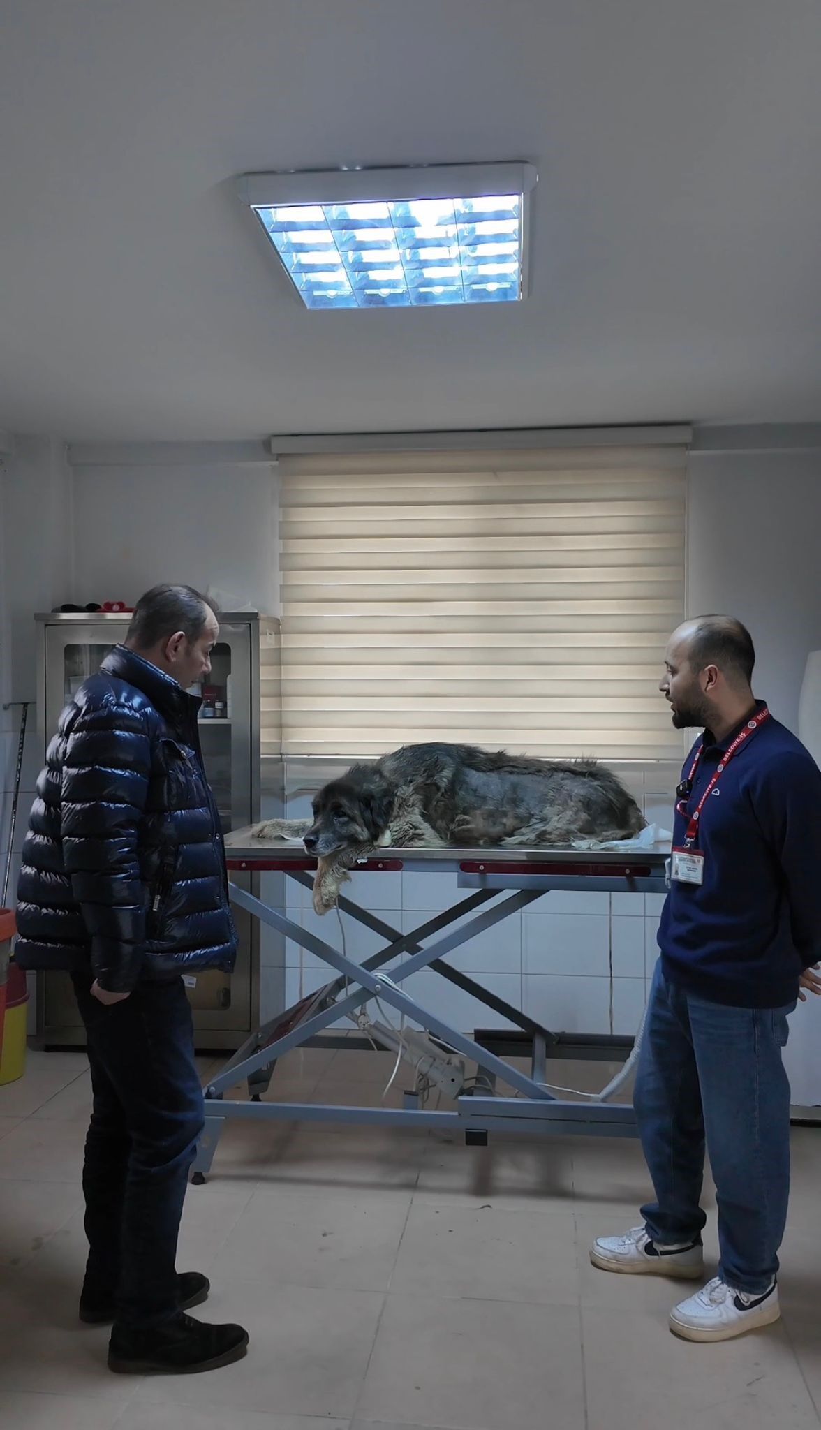Bolu'da Insanlık Dışı Olay Ezilen Köpeğin Vücudunda 400 Saçma Belirlendi (1)